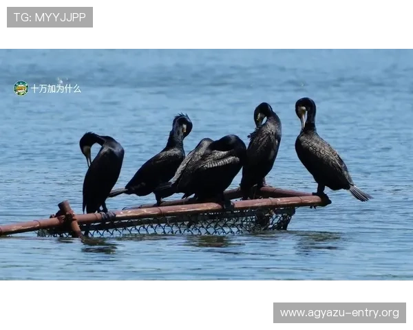如何在AG捕鱼网投平台中快速注册账号并顺利开始你的捕鱼之旅指南 如何在AG捕鱼网投平台中快速注册账号并顺利开始你的捕鱼之旅指南